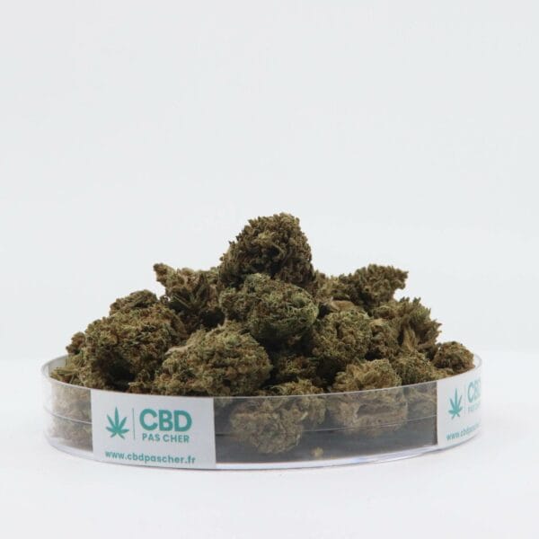 Jamaican Dream – Image 36