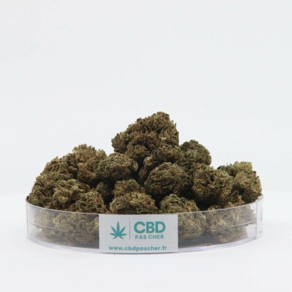 Jamaican Dream – Image 3