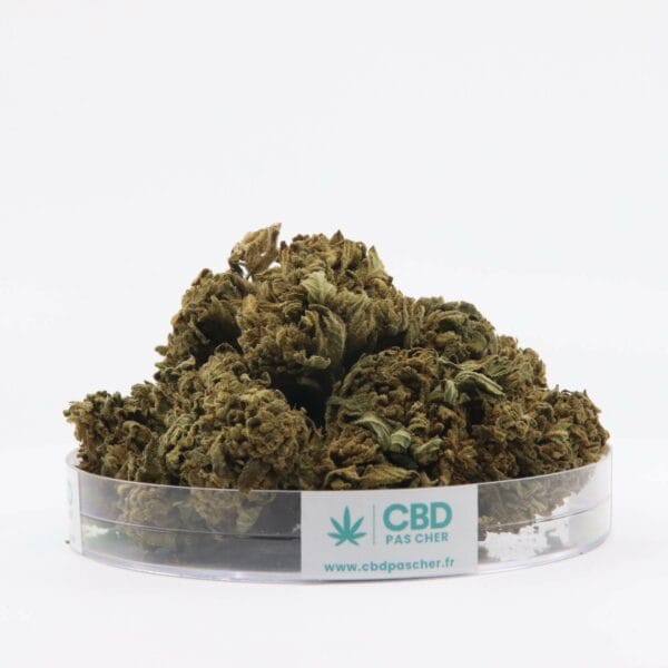 King Kush – Image 13