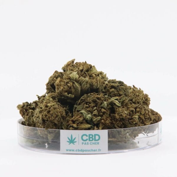 King Kush – Image 15