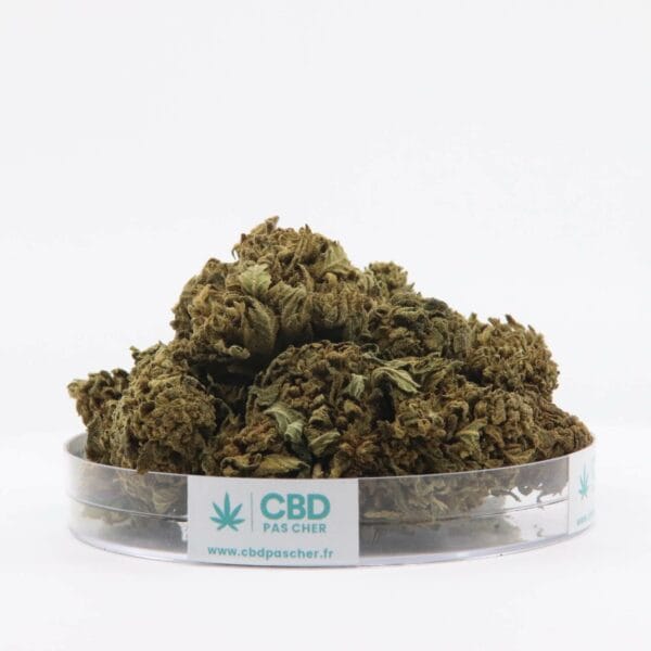 King Kush – Image 16