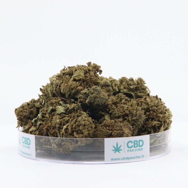 King Kush – Image 23