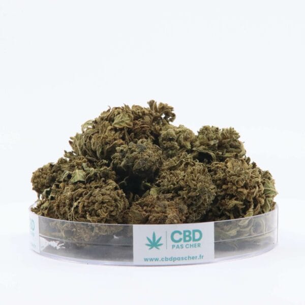King Kush – Image 25
