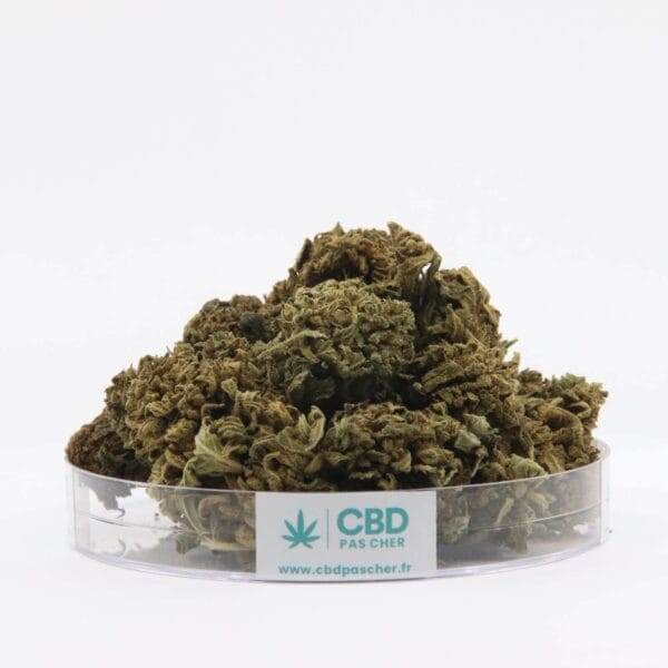 King Kush – Image 38