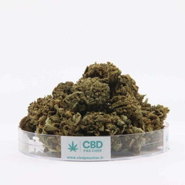 King Kush – Image 39