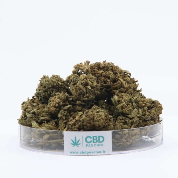 King Kush – Image 50