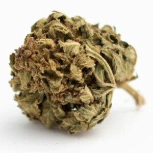 Mango Kush, CBD aux arômes tropicaux de mangue et notes sucrées, parfaite pour une relaxation exotique et gourmande.