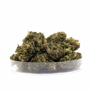 G13, CBD aux arômes terreux et boisés, une variété robuste avec des notes d’épices et de pin.